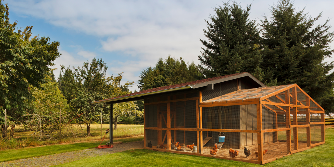 Huisvesting voor Gelukkige Kippen: Luxe Kippenverblijven maken het verschil!