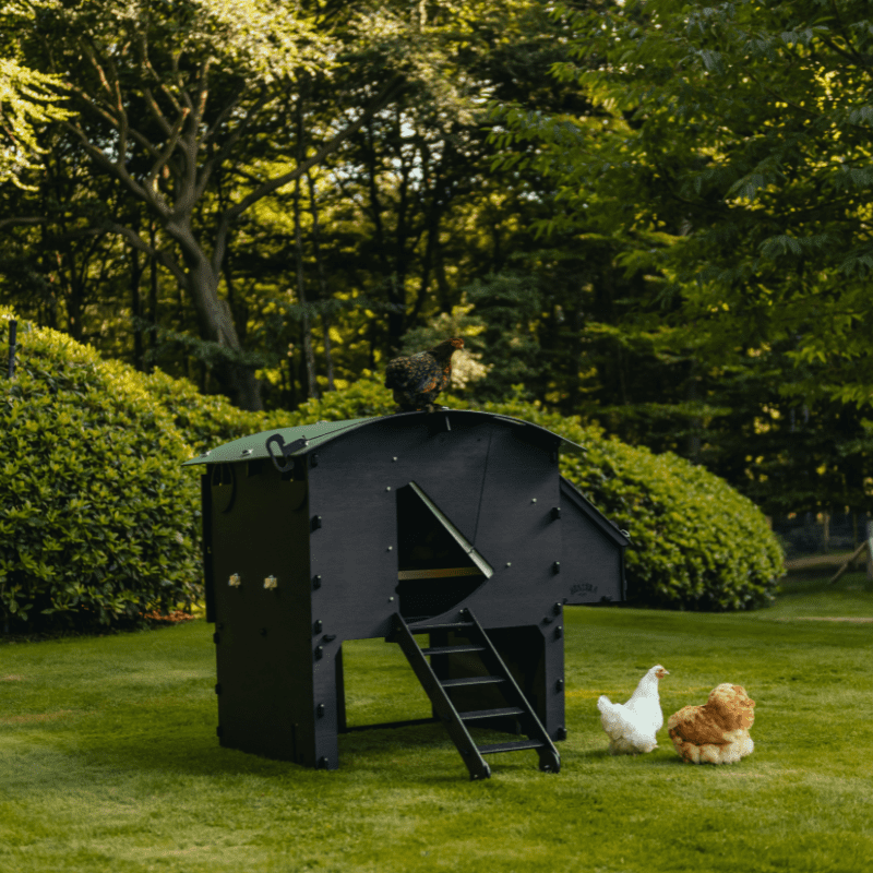Kippenhok Nestera - kunststof zwart